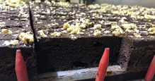超声波方形食品切割机 - 蛋糕切块 - 蛋糕切刀 - 杭州驰飞